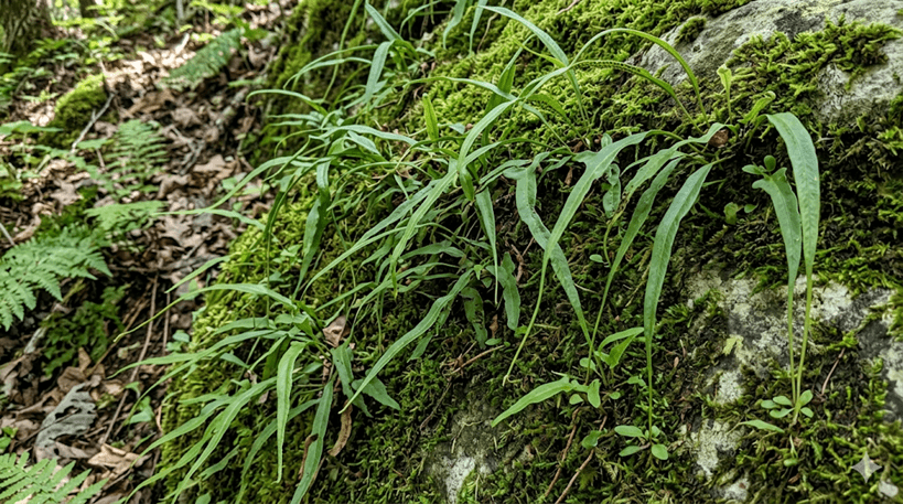 Walking Fern